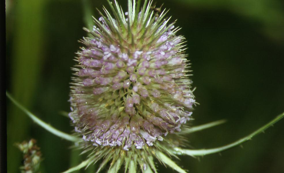Dipsacus fullonum / Scardaccione selvatico